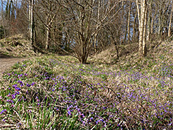 Spring wildflowers