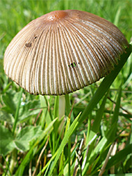 Pleated inkcap - stem