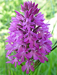 Pyramidal orchid