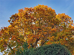 Autumnal oak tree