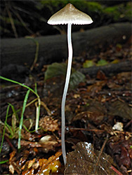 Bonnet mushroom