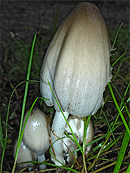 Common inkcap