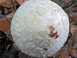 False death cap