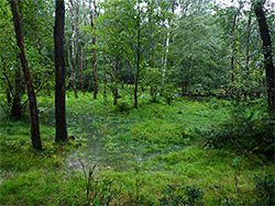 Flooded forest