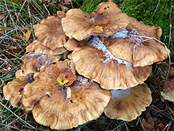 Honey fungus