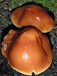 Russet toughshank