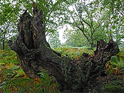 Tree stump