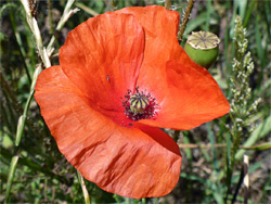 Papaver rhoeas