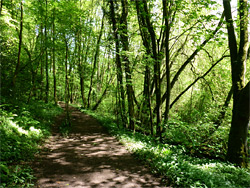 Woodland path