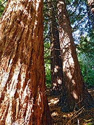 Redwood trunks