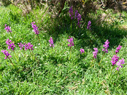 Group of orchids