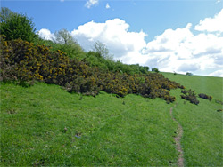 Gorse bushes