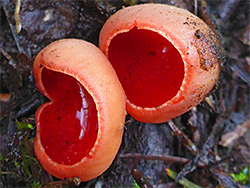 Scarlet elfcup