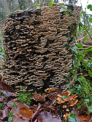 Fungi on a stump