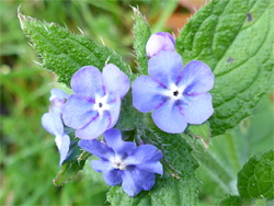 Flowers and bristly leaves