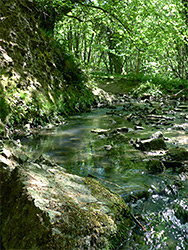 Shady stream