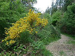 Yellow-flowered bush