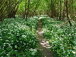 Woodland path