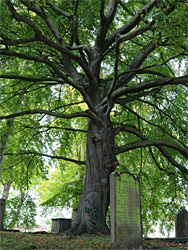 Tree in the graveyard