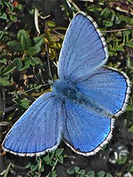 Adonis blue
