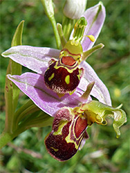 Bee orchid