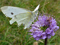 Cabbage white