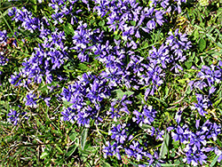 Many milkwort flowers