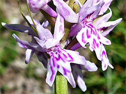 Common spotted orchid