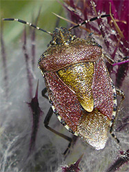 Hairy shield bug
