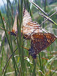 March fritillaries