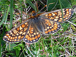 Marsh fritillary