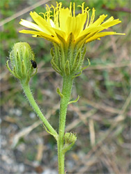 Beaked hawksbeard