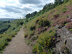 Piddledown Common