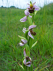 Bee orchid