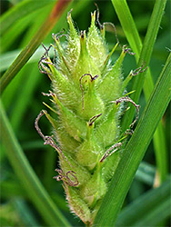 Hairy sedge