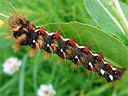 Knot grass moth