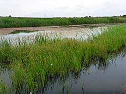 Sedge in a pool