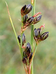 Saltmarsh rush