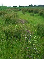 Wildflowers