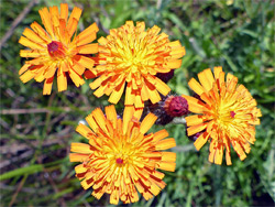 Orange flowers