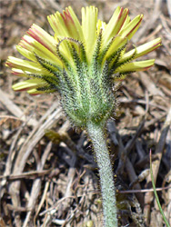 Mouse-ear hawkweed