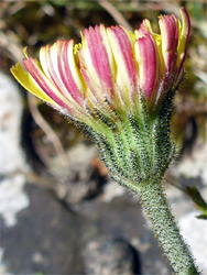 Purple-streaked florets