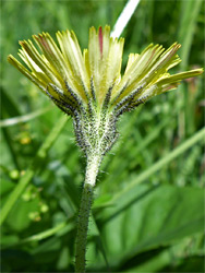 Flowerhead