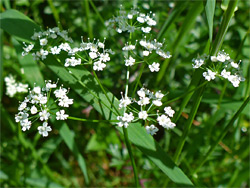 Burnet saxifrage