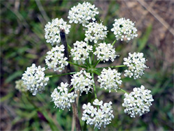 Compound umbel