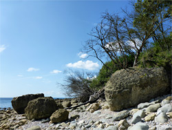 Trees and boulders