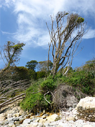 Tree above a stream