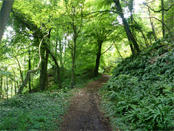 Pinhay Woods