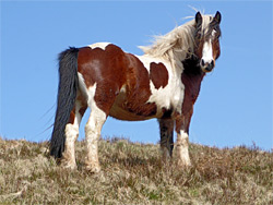 Pinto pony