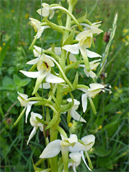 Greenish-white flowers